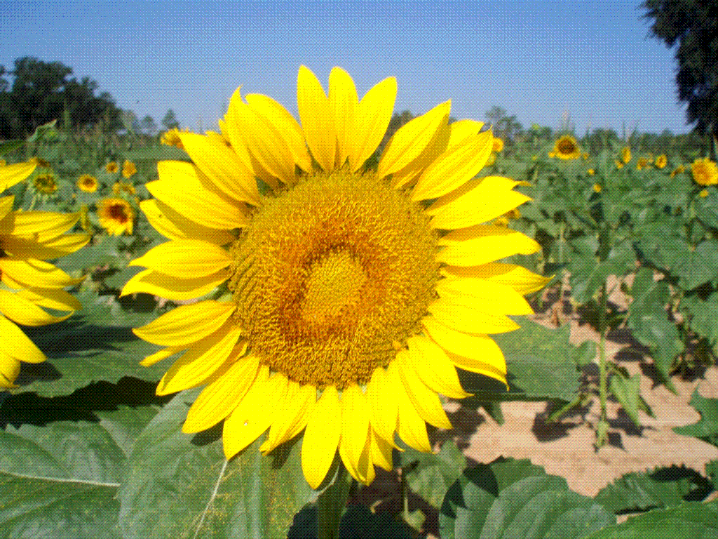 Sunflowers in Southwest Debra's Endeavors From Southwest